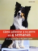 Front pageCómo adiestrar a su perro en 4 semanas