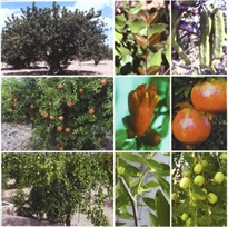 Books Frontpage Tratado de fruticultura para zonas áridas y semiáridas