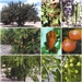 Front pageTratado de fruticultura para zonas áridas y semiáridas