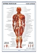 Front pageLámina Sistema Muscular, visión ventral y dorsal